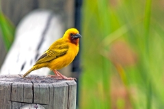 Southern Brown-throated Weaver [Ploceus xanthopterus]