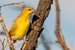 Southern Masked Weaver [Ploceus velatus]