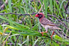 Red-billed Quelea [Quelea quelea lathamii]