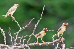 Red-billed Quelea [Quelea quelea lathamii]