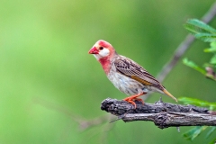 Red-billed Quelea [Quelea quelea lathamii]