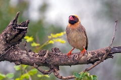 Red-billed Quelea [Quelea quelea lathamii]