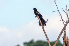 White-winged Widowbird [Euplectes albonotatus albonotatus]
