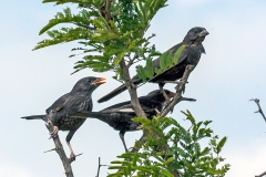 Red-billed Buffalo Weaver [Bubalornis niger niger]