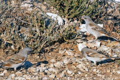 Southern Grey-headed Sparrow [Passer diffusus diffusus]