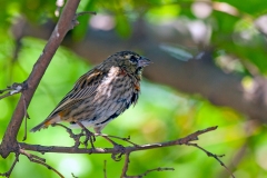 Southern Red Bishop [Euplectes orix]