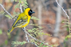 Lesser Masked Weaver [Ploceus intermedius cabanisii]