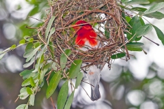 Red-headed Weaver [Anaplectes rubriceps rubriceps]
