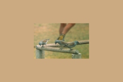 Swahili Sparrow [Passer suahelicus]
