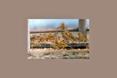 Taveta Weaver [Ploceus castaneiceps]