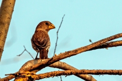 Thick-billed Weaver [Amblyospiza albifrons woltersi]