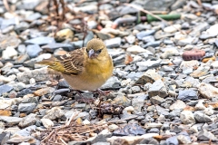Southern Masked Weaver [Ploceus velatus]