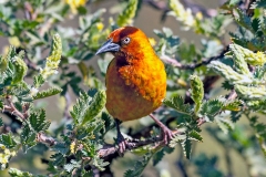 Cape Weaver [Ploceus capensis]