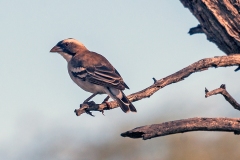 White-browed Sparrow-Weaver [Plocepasser mahali mahali]