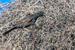 Red-billed Buffalo Weaver [Bubalornis niger niger]