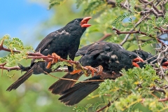 Red-billed Buffalo Weaver [Bubalornis niger niger]