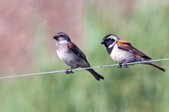 Cape Sparrow [Passer melanurus melanurus]