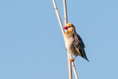 Red-billed Quelea [Quelea quelea lathamii]