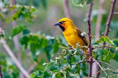 Spectacled Weaver [Ploceus ocularis ocularis]