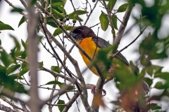Dark-backed Weaver [Ploceus bicolor stictifrons]