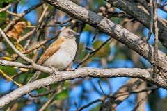 Northern Grey-headed Sparrow [Passer griseus ugandae]