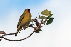Holub's Golden Weaver [Ploceus xanthops]