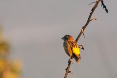 Yellow Bishop [Euplectes capensis crassirostris]