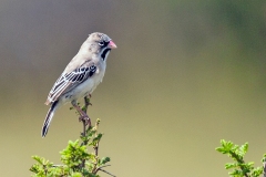Scaly-feathered Weaver [Sporopipes squamifrons fuligescens]