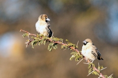 Sociable Weaver [Philetairus socius]