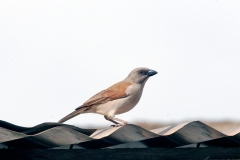 Northern Grey-headed Sparrow [Passer griseus griseus]