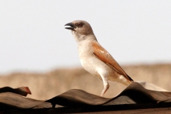 Northern Grey-headed Sparrow [Passer griseus griseus]