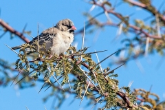 Scaly-feathered Weaver [Sporopipes squamifrons squamifrons]