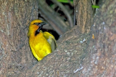 Spectacled Weaver [Ploceus ocularis ocularis]