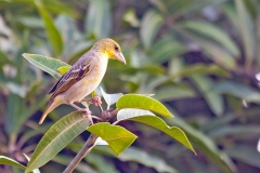 Village Weaver [Ploceus cucullatus cucullatus]