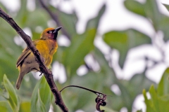 Olive-naped Weaver [Ploceus brachypterus]