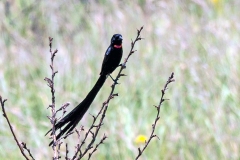 Red-collared Widowbird [Euplectes ardens]
