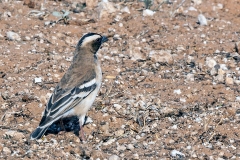 White-browed Sparrow-Weaver [Plocepasser mahali mahali]