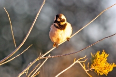 Cape Sparrow [Passer melanurus damarensis]