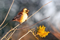 Cape Sparrow [Passer melanurus damarensis]