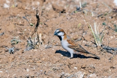 Great Sparrow [Passer motitensis motitensis]