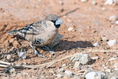 Sociable Weaver [Philetairus socius]