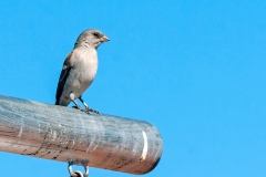 Southern Grey-headed Sparrow [Passer diffusus diffusus]