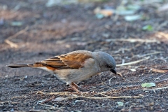 Southern Grey-headed Sparrow [Passer diffusus stygiceps]