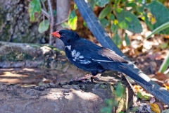 Red-billed Buffalo Weaver [Bubalornis niger niger]