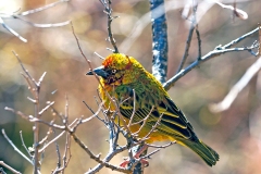 Cape Weaver [Ploceus capensis]