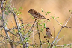 Kenya Sparrow [Passer rufocinctus]