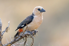 White-headed Buffalo Weaver [Dinemellia dinemelli dinemelli]
