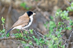 Black-capped Social Weaver [Pseudonigrita cabanisi]