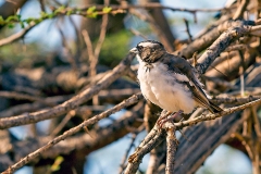 White-browed Sparrow-Weaver [Plocepasser mahali melanorhynchus]