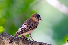Speckle-fronted Weaver [Sporopipes frontalis emini]